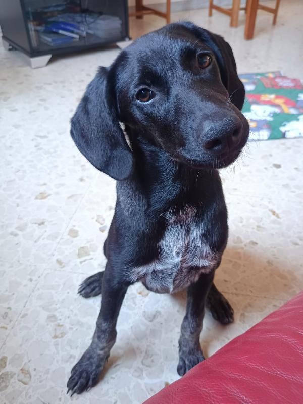 Dolcissima mix segugio 8 mesi Foto 5